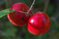 Bifogad bild: DSC_0027.JPG